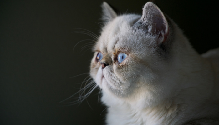 Kedi Mamalarında %25 İndirim Fırsatları