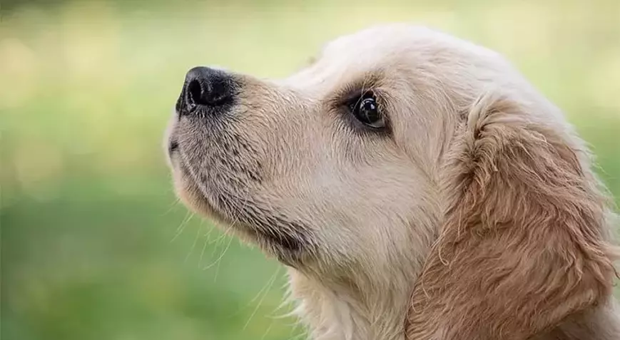 Köpek Mamalarında %25 İndirim Fırsatları
